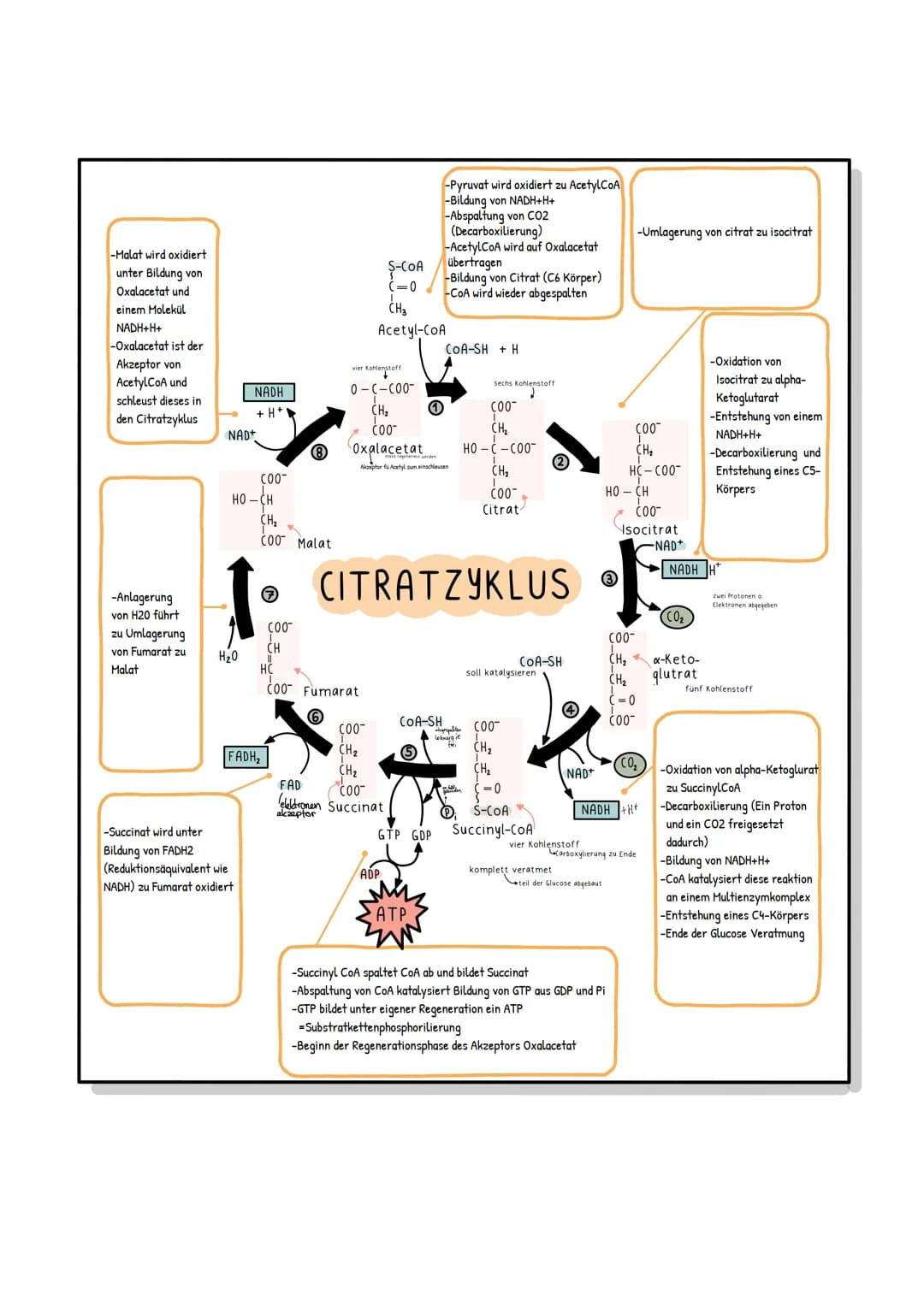 -Malat wird oxidiert
unter Bildung von
Oxalacetat und
einem Molekül
NADH+H+
-Oxalacetat ist der
Akzeptor von
AcetylCoA und
schleust dieses i