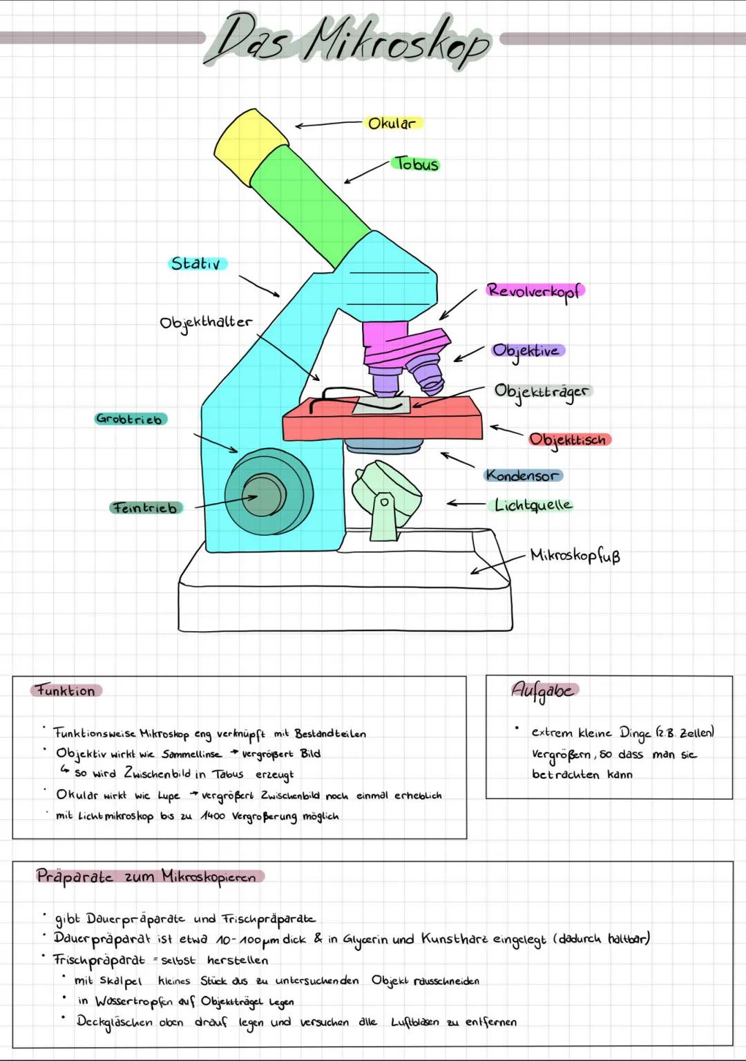 Das Mikroskop: Aufbau, Funktion und Arten