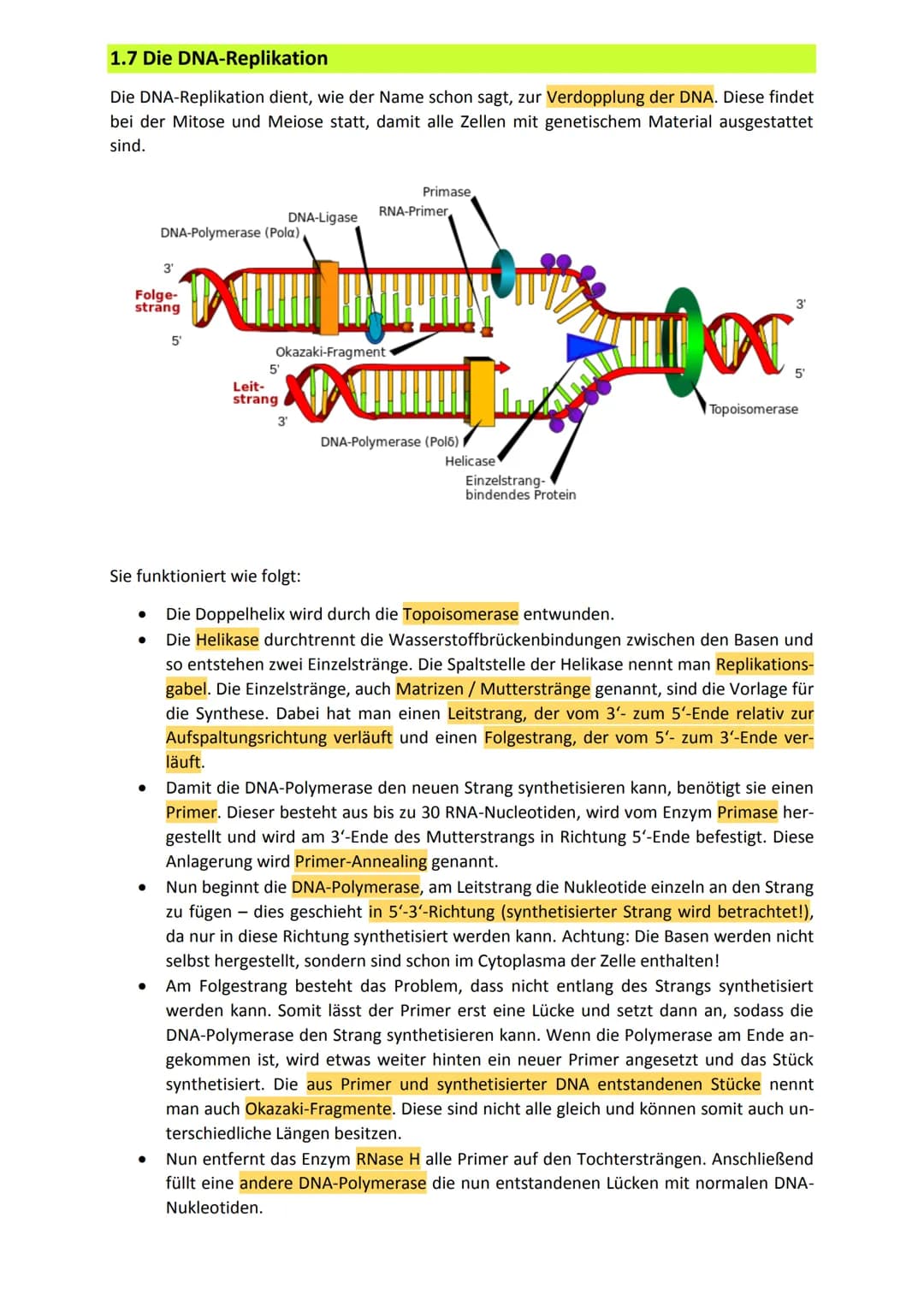 Zusammenfassung Genetik
1. Allgemeines zur Genetik
1.1 Kreuzungsschemata
In den Kreuzungsschemata haben wir uns lediglich mit dem dominant-r
