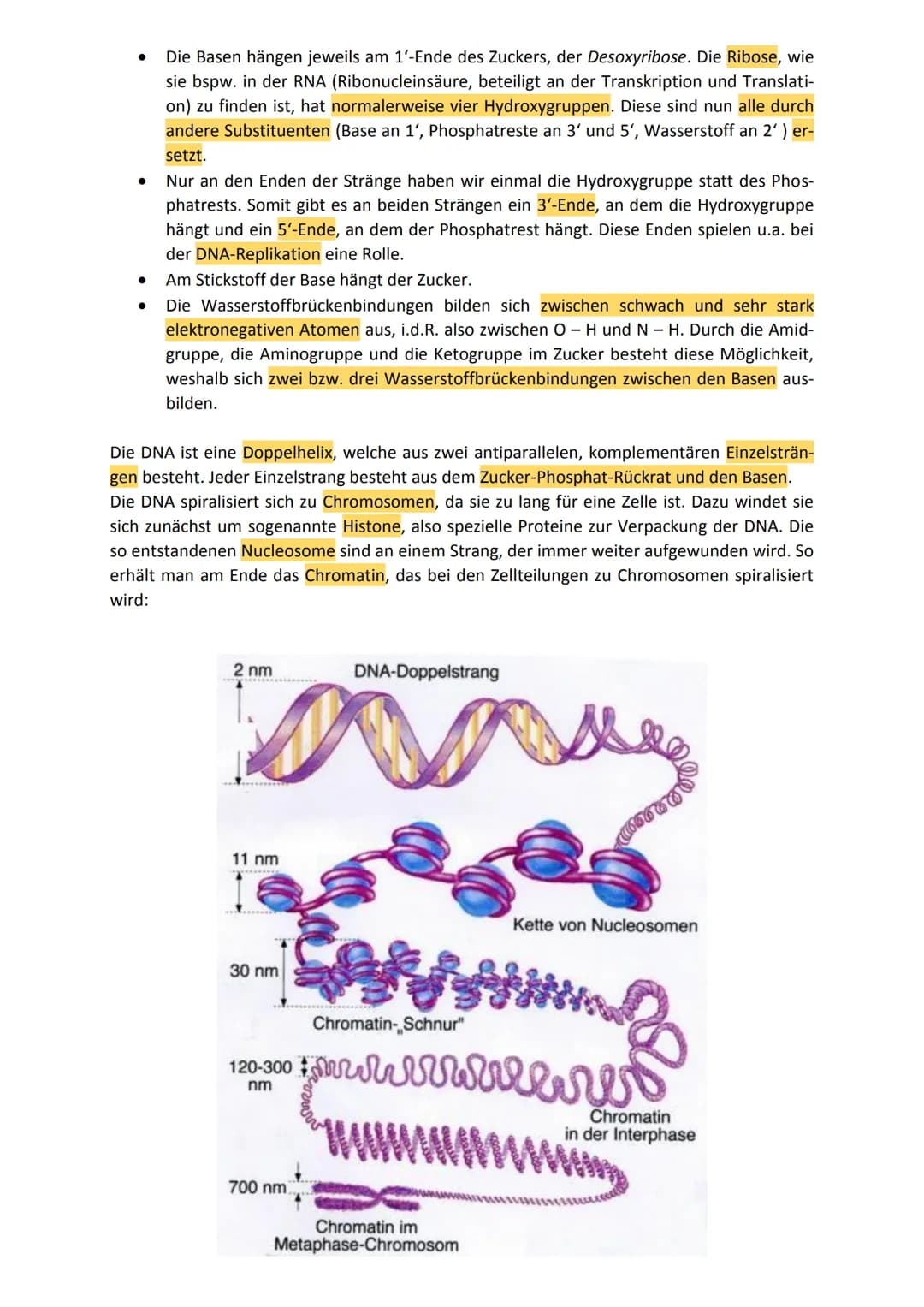 Zusammenfassung Genetik
1. Allgemeines zur Genetik
1.1 Kreuzungsschemata
In den Kreuzungsschemata haben wir uns lediglich mit dem dominant-r