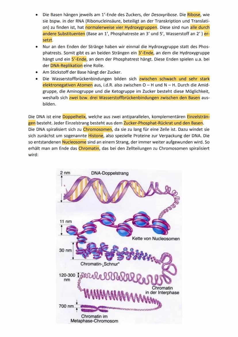 Zusammenfassung Genetik
1. Allgemeines zur Genetik
1.1 Kreuzungsschemata
In den Kreuzungsschemata haben wir uns lediglich mit dem dominant-r