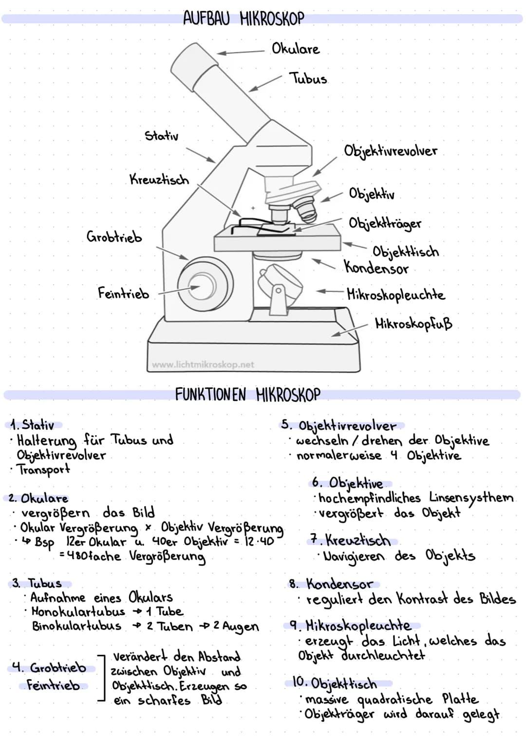 2. Okulare
•
Stativ
Grobtrieb
Kreuztisch
1. Stativ
• Halterung für Tubus und
Objektivrevolver
• Transport
4. Grobtrieb
Feintrieb
Feintrieb
A