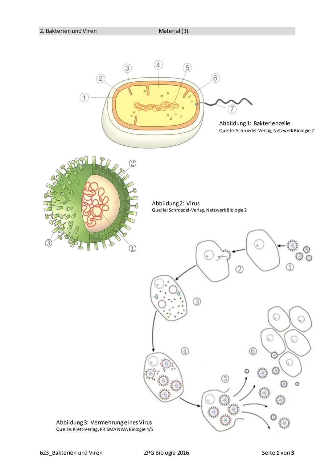 2. Bakterien und Viren
3
623_Bakterien und Viren
Abbildung 3: Vermehrung eines Virus
Quelle: Klett-Verlag, PRISMA NWA Biologie 4/5
Material 