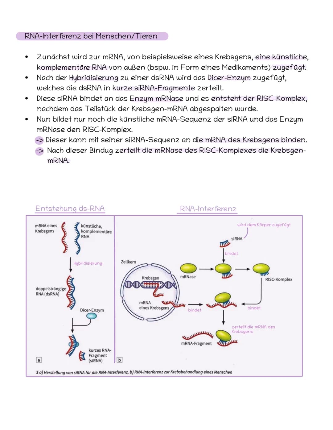 S. 148 f.
Ziel der RNA-Interferenz
RNA-Interferenz
Ablauf
Basiskonzept: Steuerung und Regelung
Blockierung oder Zerschneidung einer bestimmt