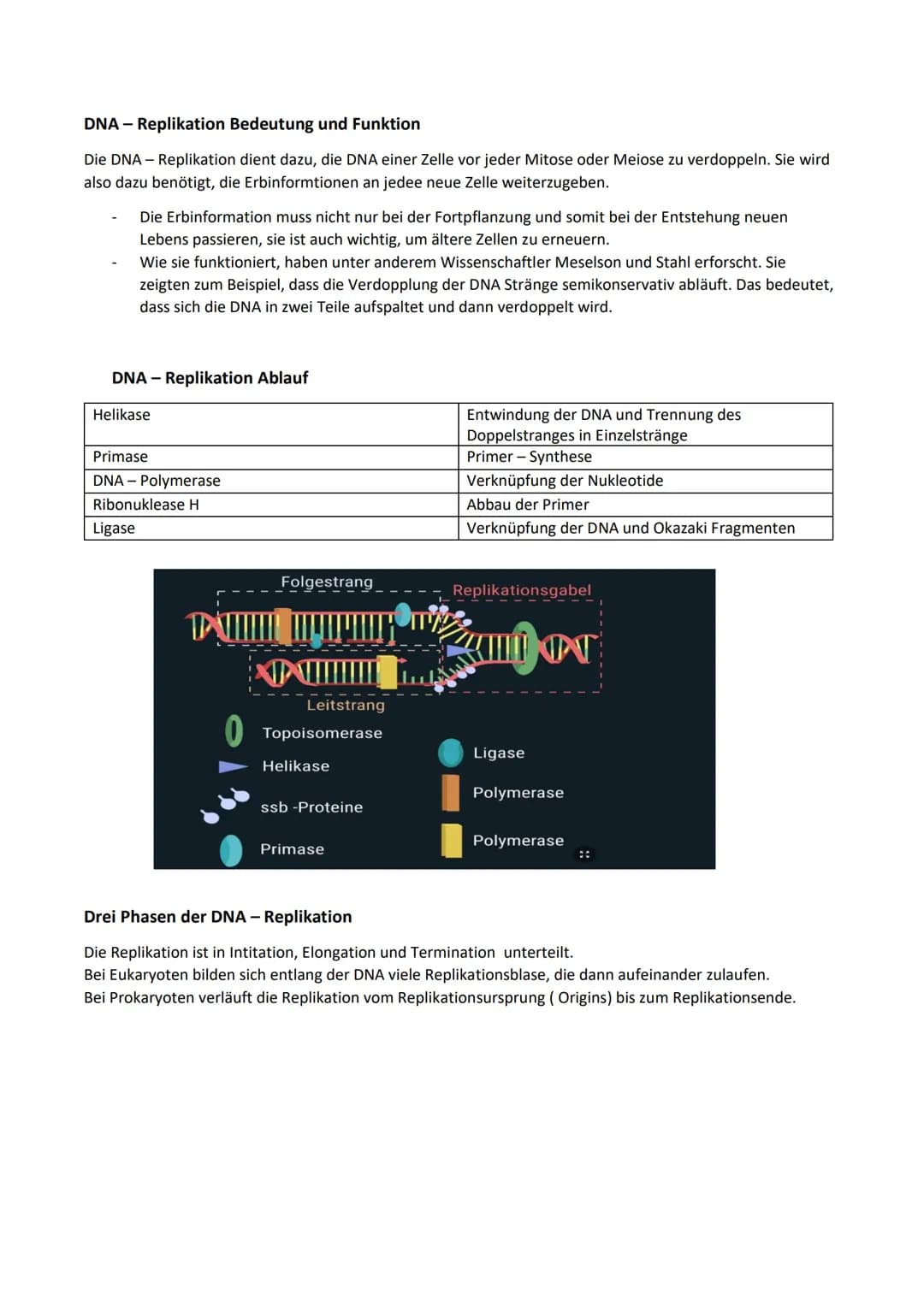 DNA - Replikation Bedeutung und Funktion
Die DNA - Replikation dient dazu, die DNA einer Zelle vor jeder Mitose oder Meiose zu verdoppeln. S