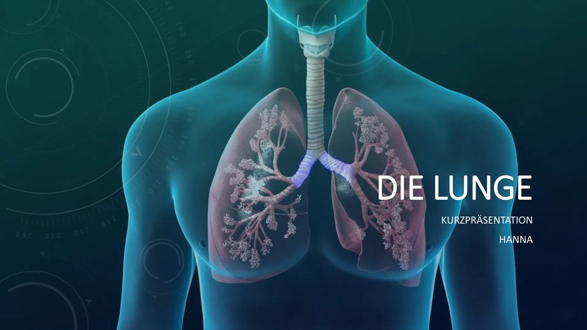 260
1
250
052
230
227
40 150
160
180
190
200
210
DIE LUNGE
KURZPRÄSENTATION
HANNA INHALTSVERZEICHNIS
●
●
Allgemeines
Lage
Aufbau
●
Atmung
Au