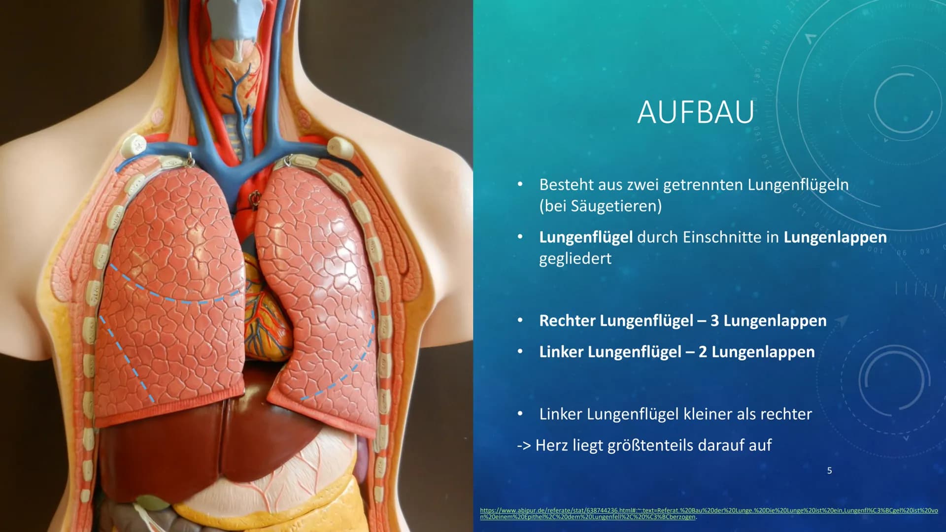 260
1
250
052
230
227
40 150
160
180
190
200
210
DIE LUNGE
KURZPRÄSENTATION
HANNA INHALTSVERZEICHNIS
●
●
Allgemeines
Lage
Aufbau
●
Atmung
Au
