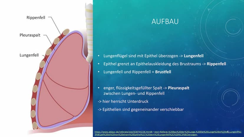 260
1
250
052
230
227
40 150
160
180
190
200
210
DIE LUNGE
KURZPRÄSENTATION
HANNA INHALTSVERZEICHNIS
●
●
Allgemeines
Lage
Aufbau
●
Atmung
Au