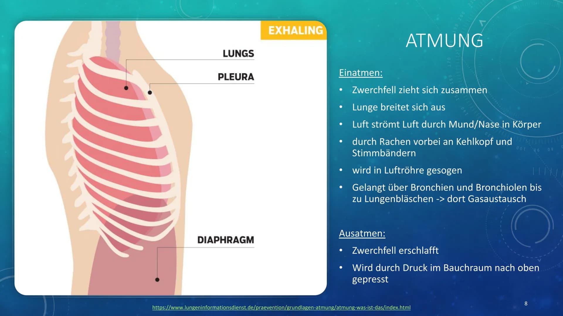 260
1
250
052
230
227
40 150
160
180
190
200
210
DIE LUNGE
KURZPRÄSENTATION
HANNA INHALTSVERZEICHNIS
●
●
Allgemeines
Lage
Aufbau
●
Atmung
Au