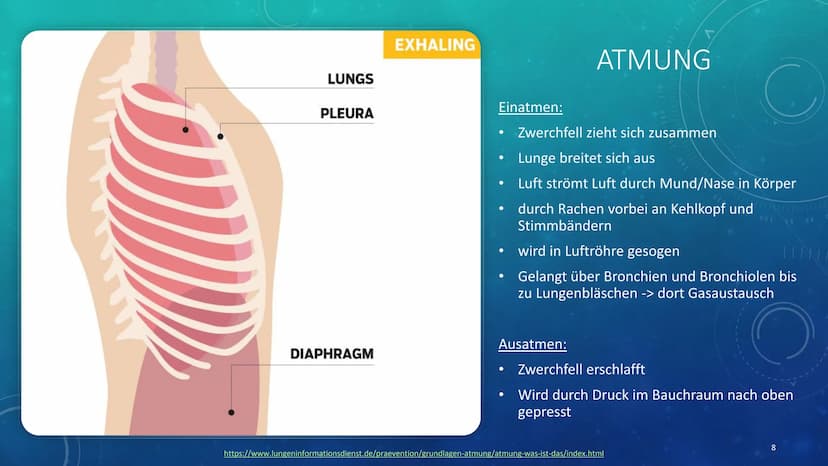 260
1
250
052
230
227
40 150
160
180
190
200
210
DIE LUNGE
KURZPRÄSENTATION
HANNA INHALTSVERZEICHNIS
●
●
Allgemeines
Lage
Aufbau
●
Atmung
Au