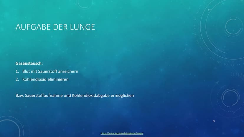 260
1
250
052
230
227
40 150
160
180
190
200
210
DIE LUNGE
KURZPRÄSENTATION
HANNA INHALTSVERZEICHNIS
●
●
Allgemeines
Lage
Aufbau
●
Atmung
Au