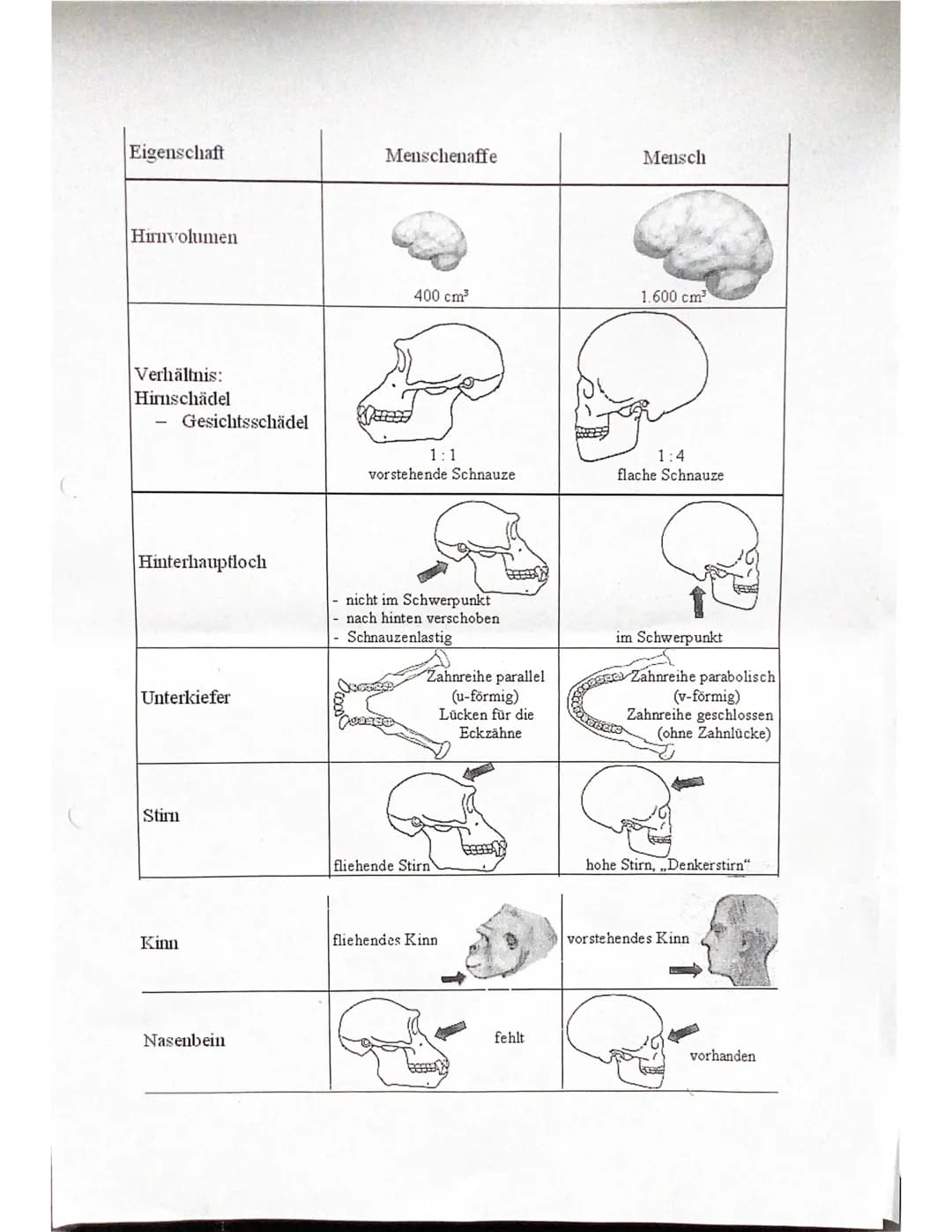 Evolutionstheorien
-> Erklärung des Artwandels und Entstehung von Arten
DARWIN
- selektionstheorie
Inkonstanz der Arten -> veränderungen im 