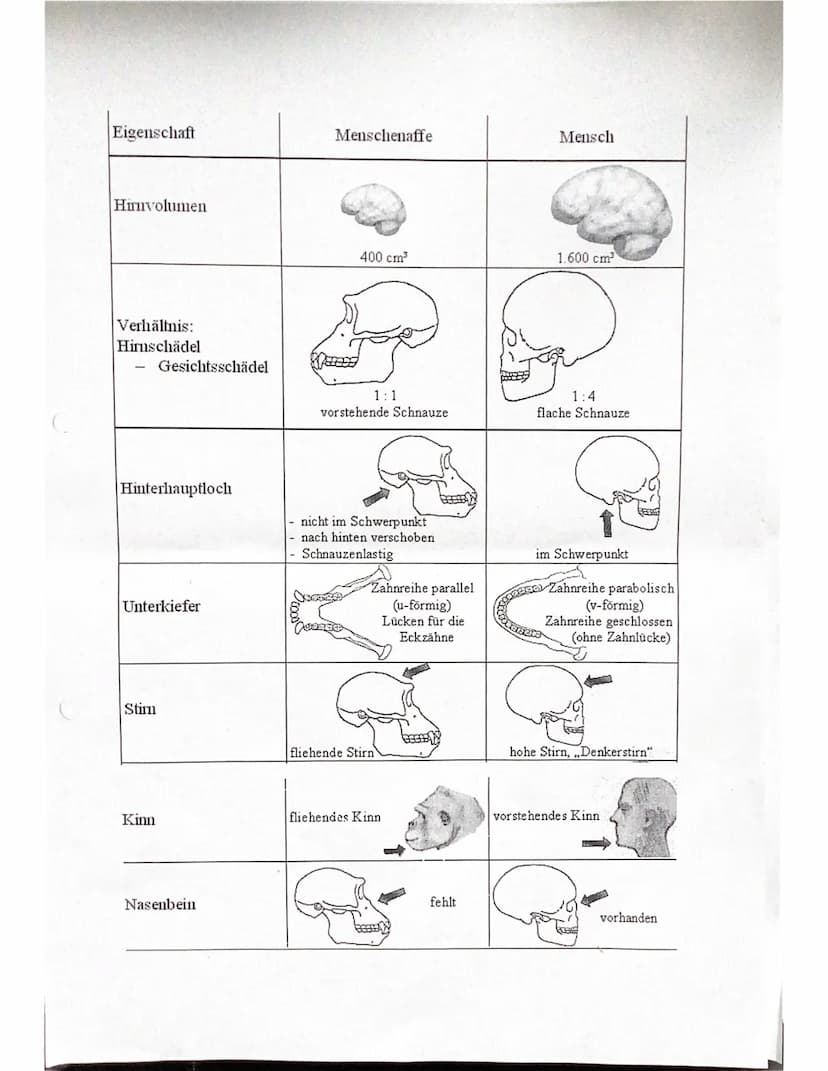 Evolutionstheorien
-> Erklärung des Artwandels und Entstehung von Arten
DARWIN
- selektionstheorie
Inkonstanz der Arten -> veränderungen im 