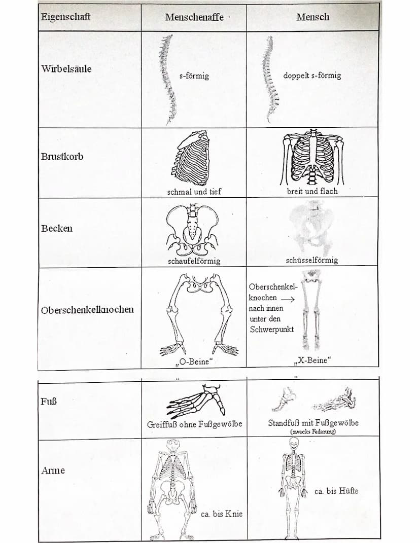 Evolutionstheorien
-> Erklärung des Artwandels und Entstehung von Arten
DARWIN
- selektionstheorie
Inkonstanz der Arten -> veränderungen im 
