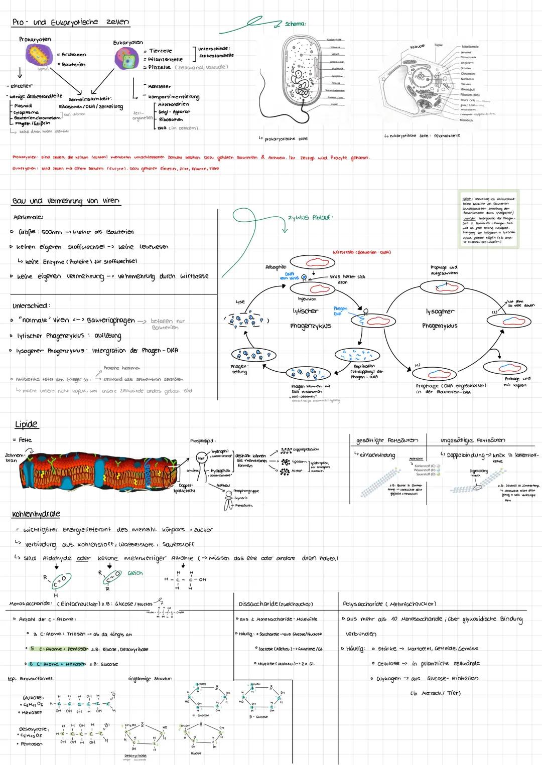 zelle und
Cytologie
Erklärungen/Basics
Zell organelle Membranbegrenzte Reaktionsräume (mit bestimmter Funktion)
Zene das kleinste, was unabh