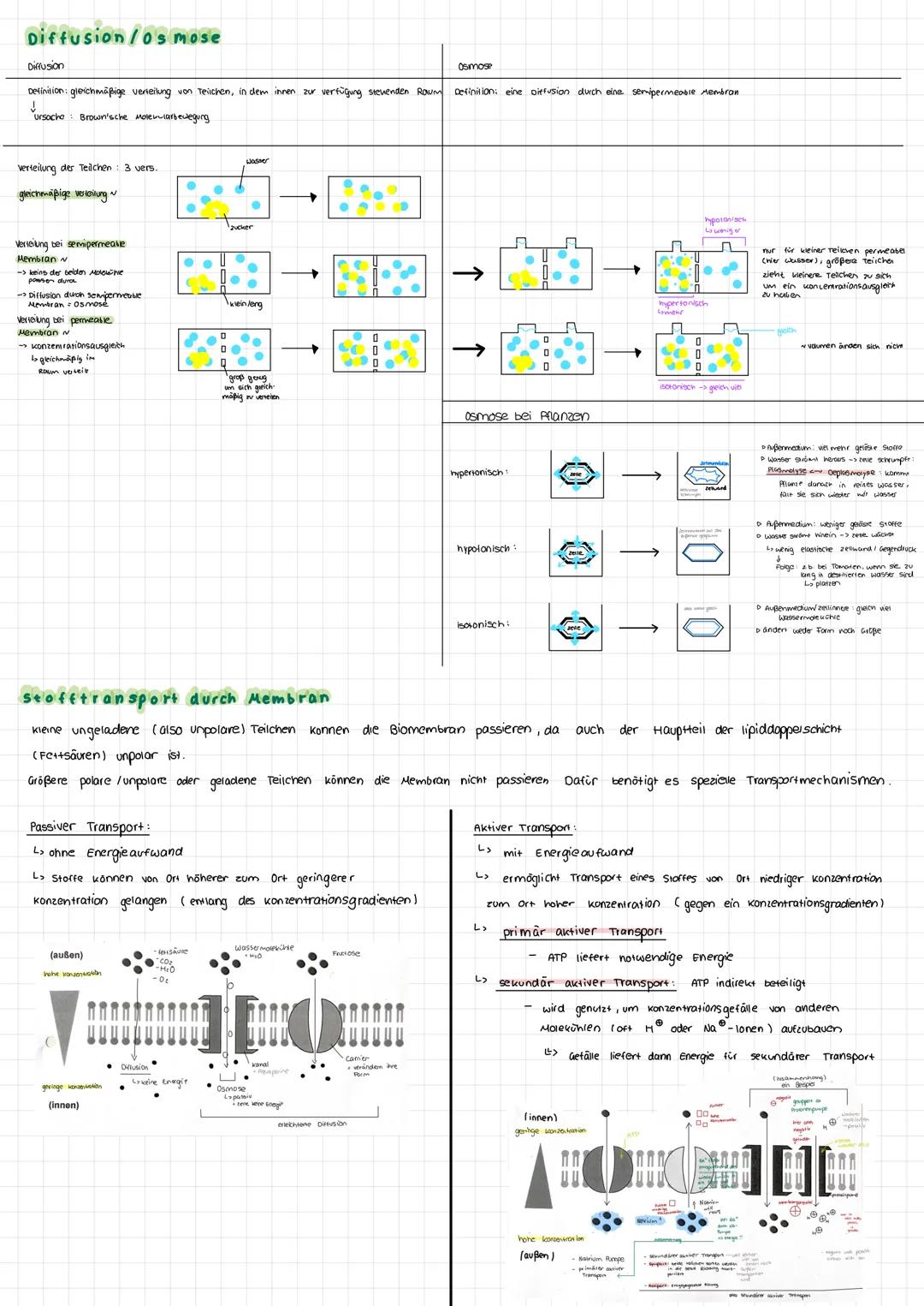 zelle und
Cytologie
Erklärungen/Basics
Zell organelle Membranbegrenzte Reaktionsräume (mit bestimmter Funktion)
Zene das kleinste, was unabh