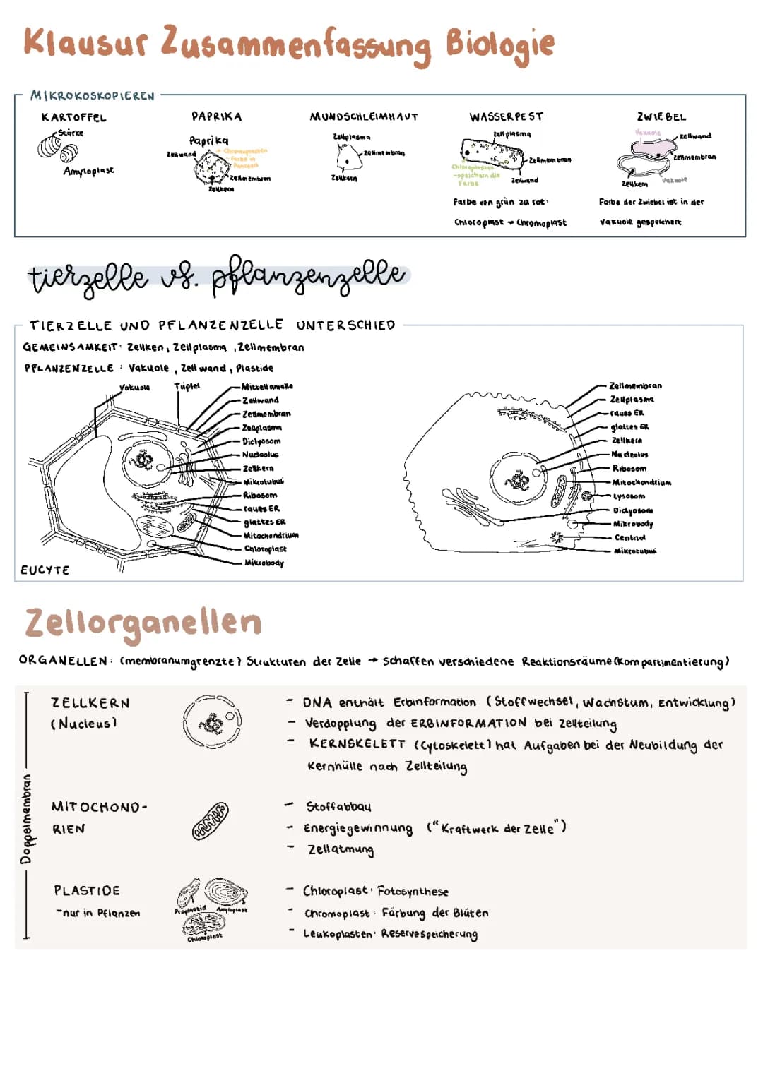 Zellen, Proteine, Enzyme 