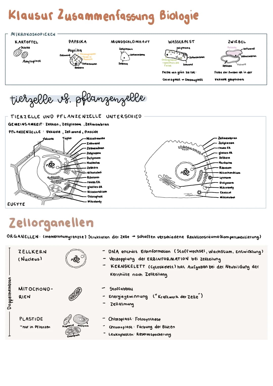 ABLAUF EINER ENZYMATISCHEN REAKTION
Substrat
20. amlose
alviter
Emayen
24
2)
Enzym-Substrat - Komplex
WECHSELZAHL
Anzahl der umgesetzten Sub