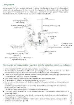 Know Neurobiologie: Aufbau Synapse und Erregungsübertragung an der Synapse thumbnail