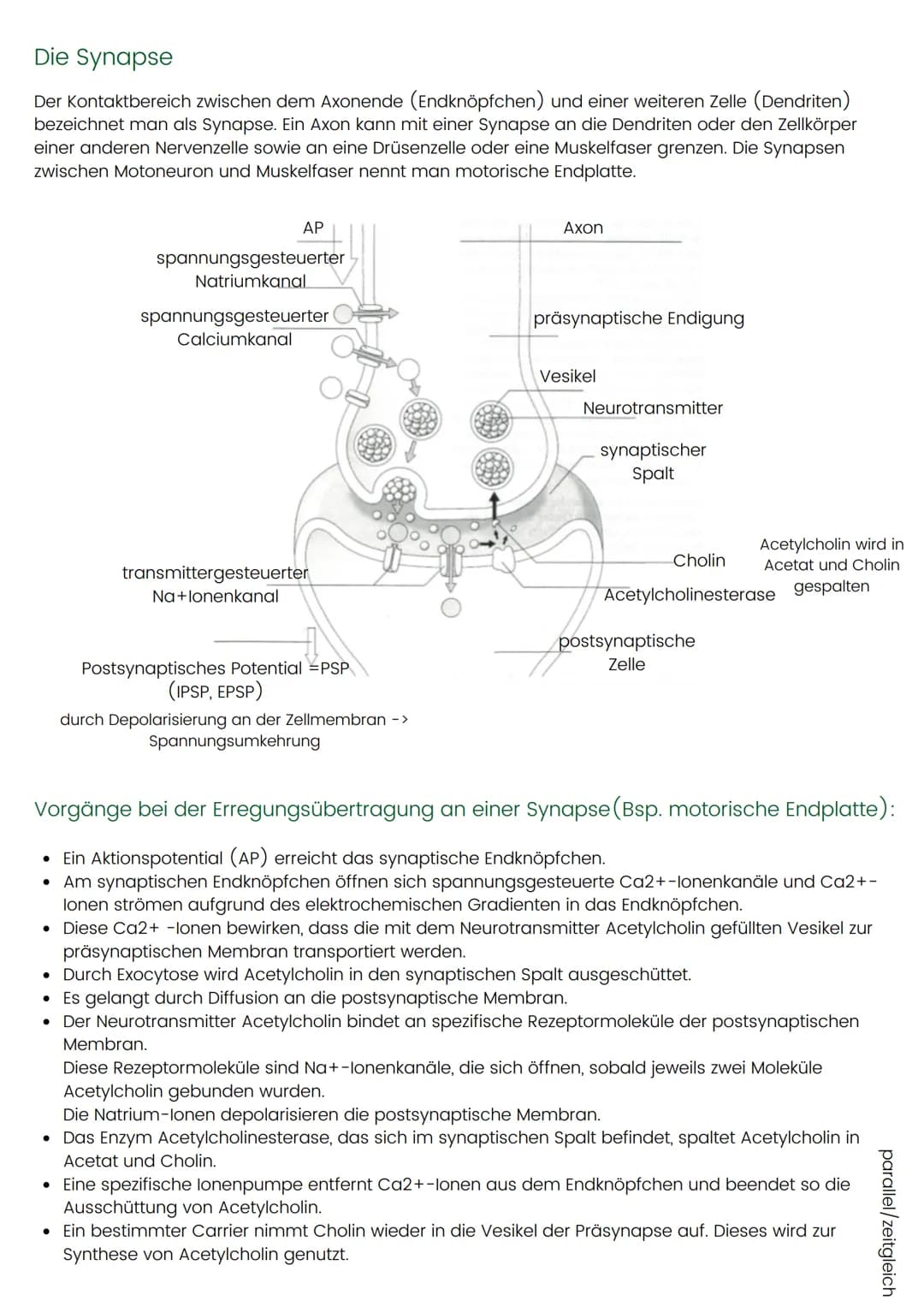 Die Synapse
Der Kontaktbereich zwischen dem Axonende (Endknöpfchen) und einer weiteren Zelle (Dendriten)
bezeichnet man als Synapse. Ein Axo