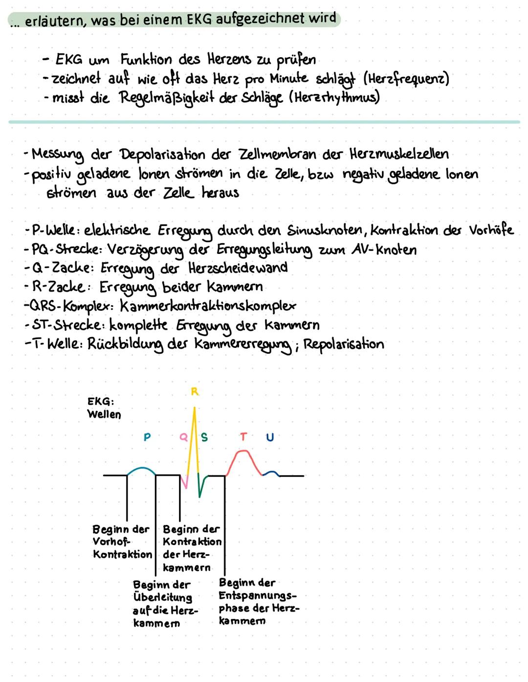 ... erläutern, was bei einem EKG aufgezeichnet wird
EKG um Funktion des Herzens zu prüfen
- zeichnet auf wie oft das Herz
pro Minute schlägt