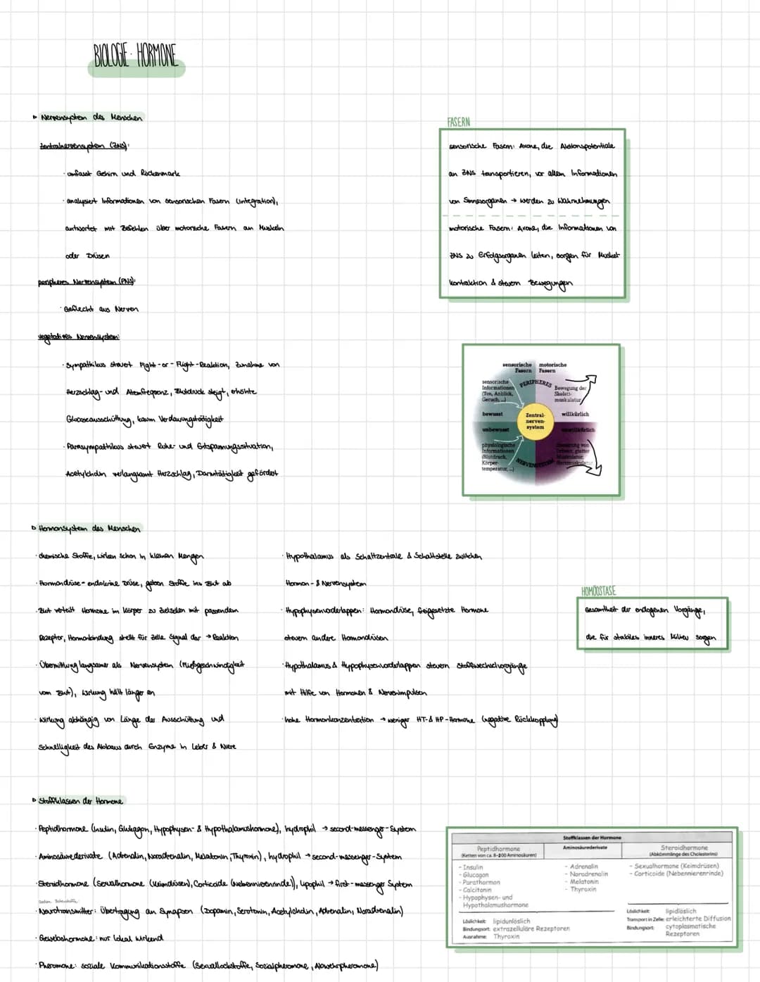 BIOLOGE HORMONE
• Nervensystem des Menschen
Zentralnervensystem (ZNS):
•umfasst Gehirn und Rockenmark
·analysiert Informationen von sensoris