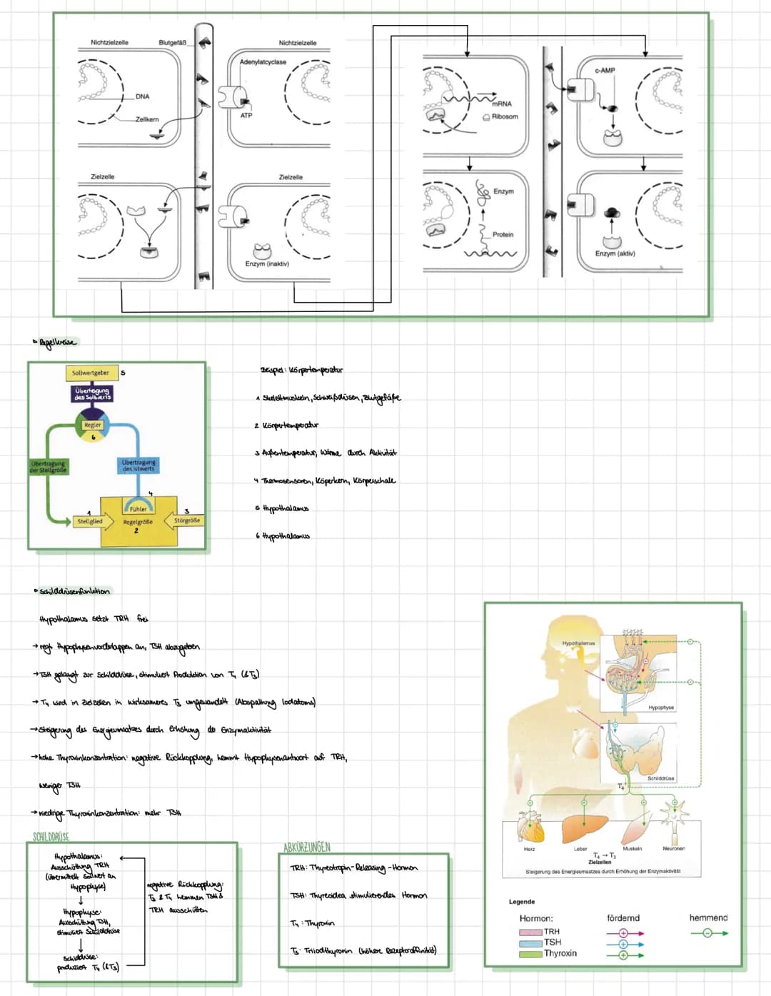 BIOLOGE HORMONE
• Nervensystem des Menschen
Zentralnervensystem (ZNS):
•umfasst Gehirn und Rockenmark
·analysiert Informationen von sensoris