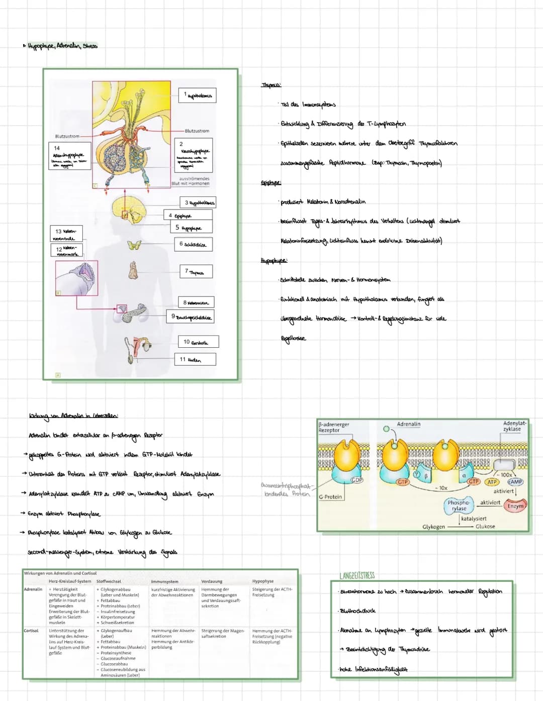 BIOLOGE HORMONE
• Nervensystem des Menschen
Zentralnervensystem (ZNS):
•umfasst Gehirn und Rockenmark
·analysiert Informationen von sensoris