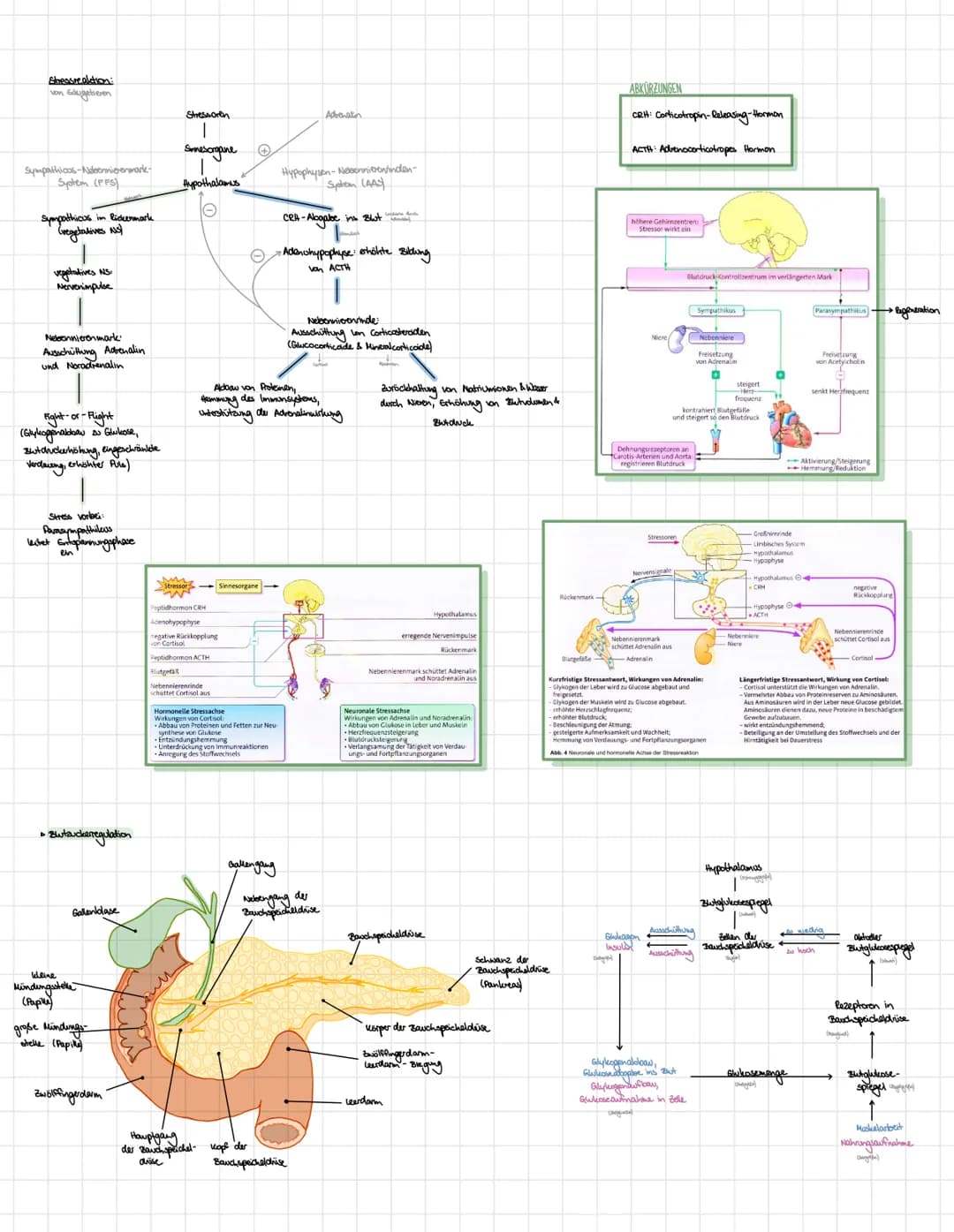 BIOLOGE HORMONE
• Nervensystem des Menschen
Zentralnervensystem (ZNS):
•umfasst Gehirn und Rockenmark
·analysiert Informationen von sensoris