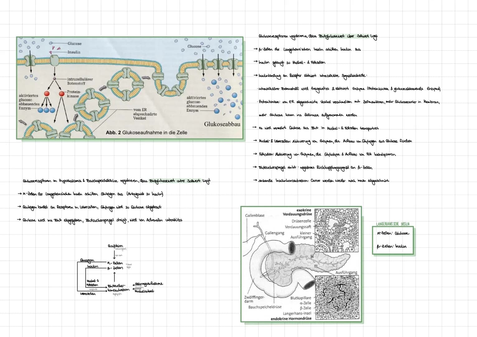 BIOLOGE HORMONE
• Nervensystem des Menschen
Zentralnervensystem (ZNS):
•umfasst Gehirn und Rockenmark
·analysiert Informationen von sensoris