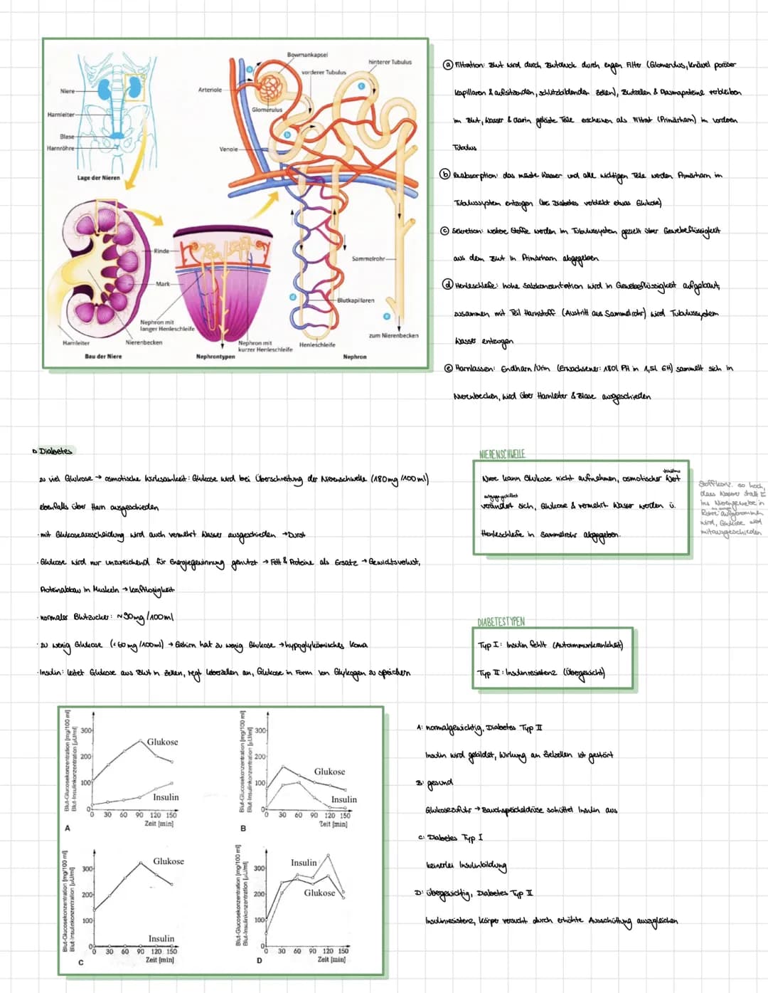 BIOLOGE HORMONE
• Nervensystem des Menschen
Zentralnervensystem (ZNS):
•umfasst Gehirn und Rockenmark
·analysiert Informationen von sensoris