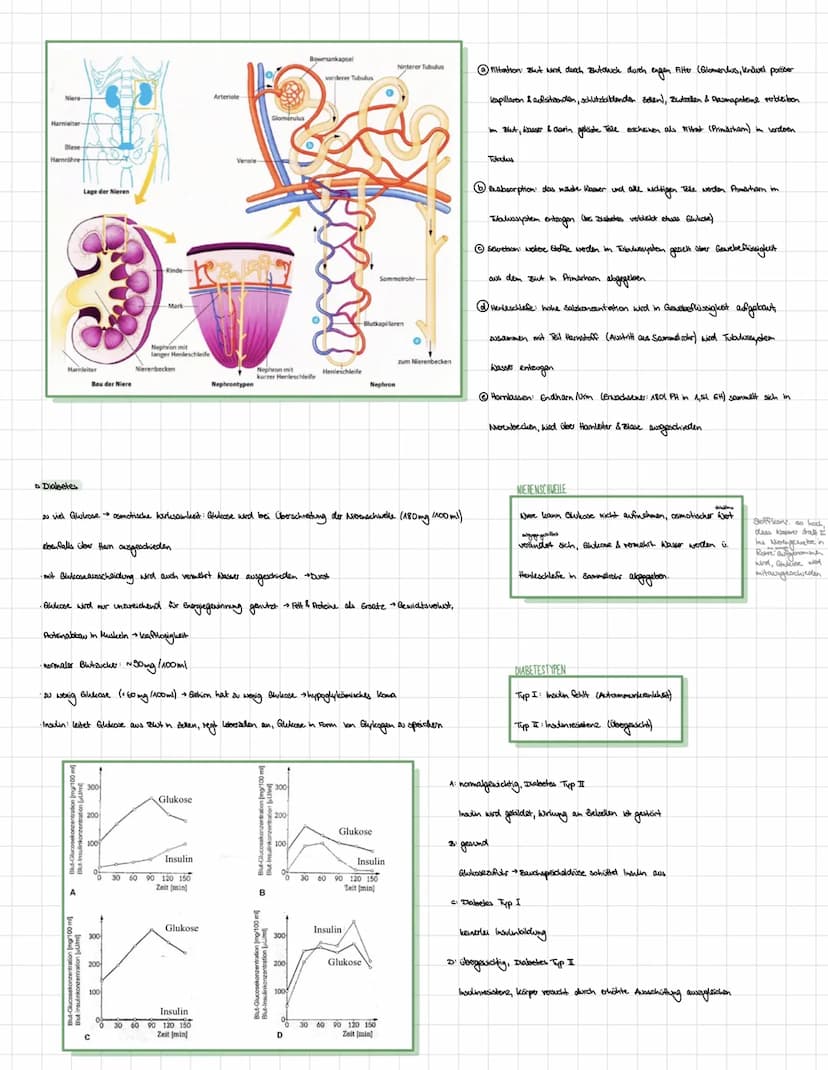 BIOLOGE HORMONE
• Nervensystem des Menschen
Zentralnervensystem (ZNS):
•umfasst Gehirn und Rockenmark
·analysiert Informationen von sensoris
