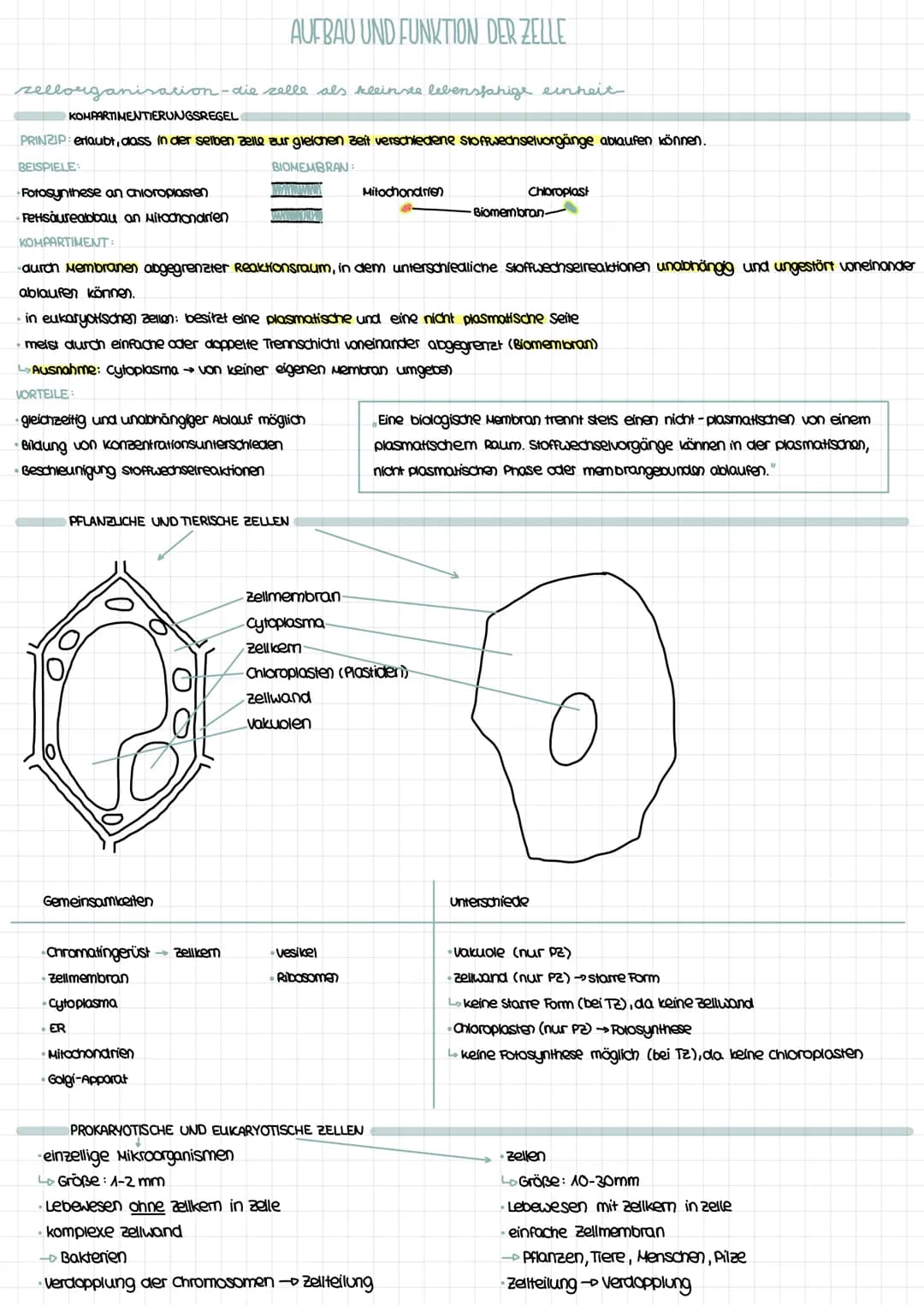 sellorganisation die selle als kleinste lebensfahige einheit
KOMPARTIMENTIERUNGSREGEL
PRINZIP: erlaubt, dass in der selben zelle zur gleiche