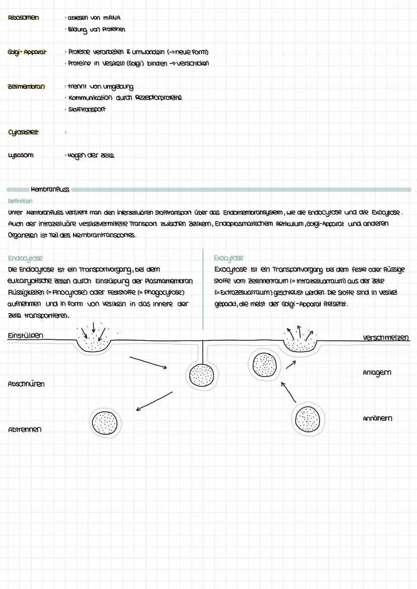 sellorganisation die selle als kleinste lebensfahige einheit
KOMPARTIMENTIERUNGSREGEL
PRINZIP: erlaubt, dass in der selben zelle zur gleiche