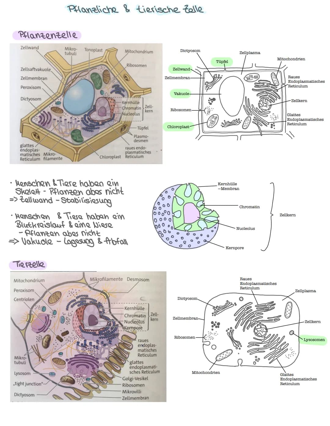 -Aufbau des Zelle-
•Pflanzliche & tierische Zelle
Zellbestandteile: Aufbau + Aufgabe
Isolierung
Zellkern Steuerfunktion
•
Biologie: Themen
•