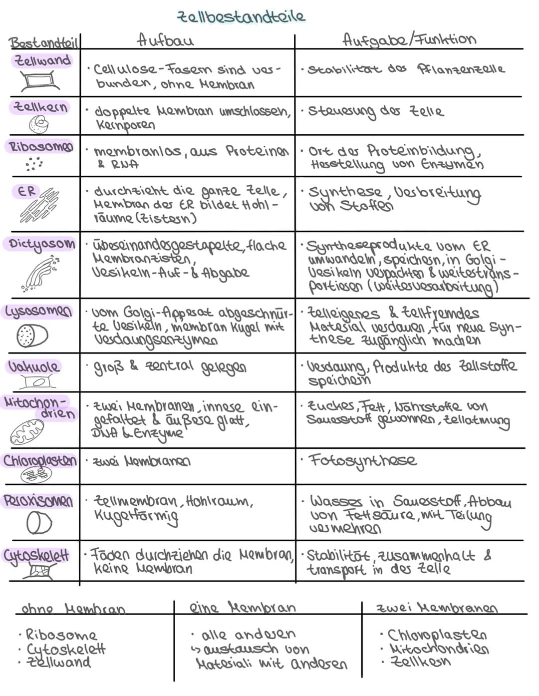 -Aufbau des Zelle-
•Pflanzliche & tierische Zelle
Zellbestandteile: Aufbau + Aufgabe
Isolierung
Zellkern Steuerfunktion
•
Biologie: Themen
•