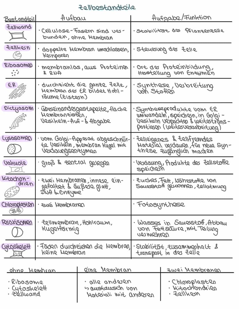 -Aufbau des Zelle-
•Pflanzliche & tierische Zelle
Zellbestandteile: Aufbau + Aufgabe
Isolierung
Zellkern Steuerfunktion
•
Biologie: Themen
•
