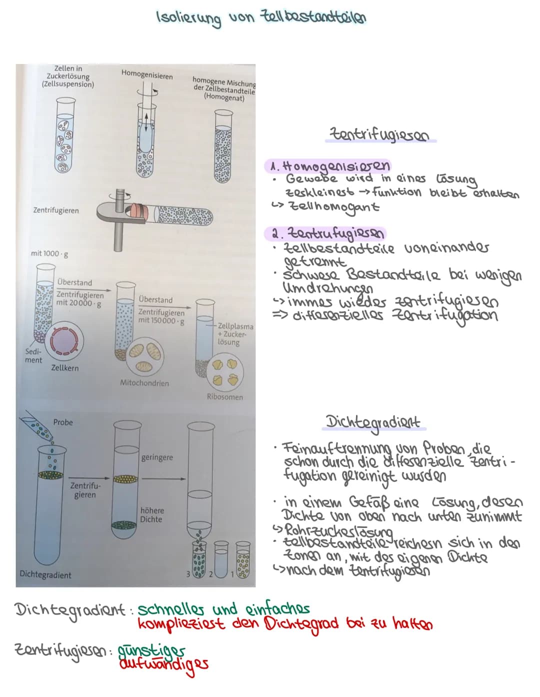 -Aufbau des Zelle-
•Pflanzliche & tierische Zelle
Zellbestandteile: Aufbau + Aufgabe
Isolierung
Zellkern Steuerfunktion
•
Biologie: Themen
•