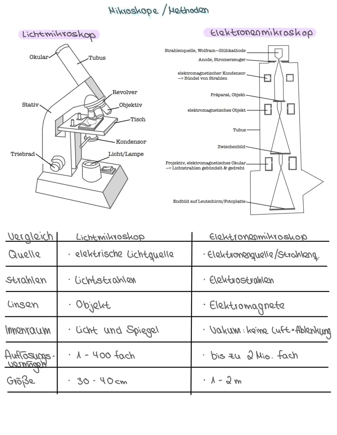 -Aufbau des Zelle-
•Pflanzliche & tierische Zelle
Zellbestandteile: Aufbau + Aufgabe
Isolierung
Zellkern Steuerfunktion
•
Biologie: Themen
•