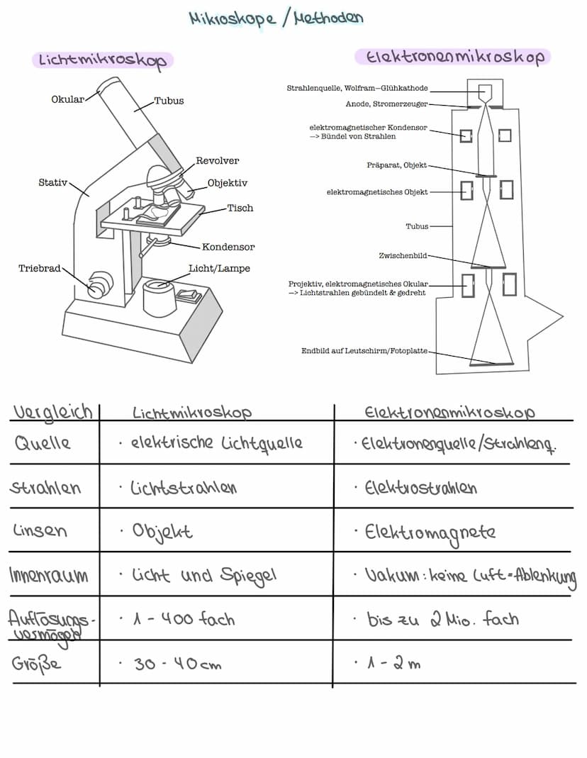 -Aufbau des Zelle-
•Pflanzliche & tierische Zelle
Zellbestandteile: Aufbau + Aufgabe
Isolierung
Zellkern Steuerfunktion
•
Biologie: Themen
•