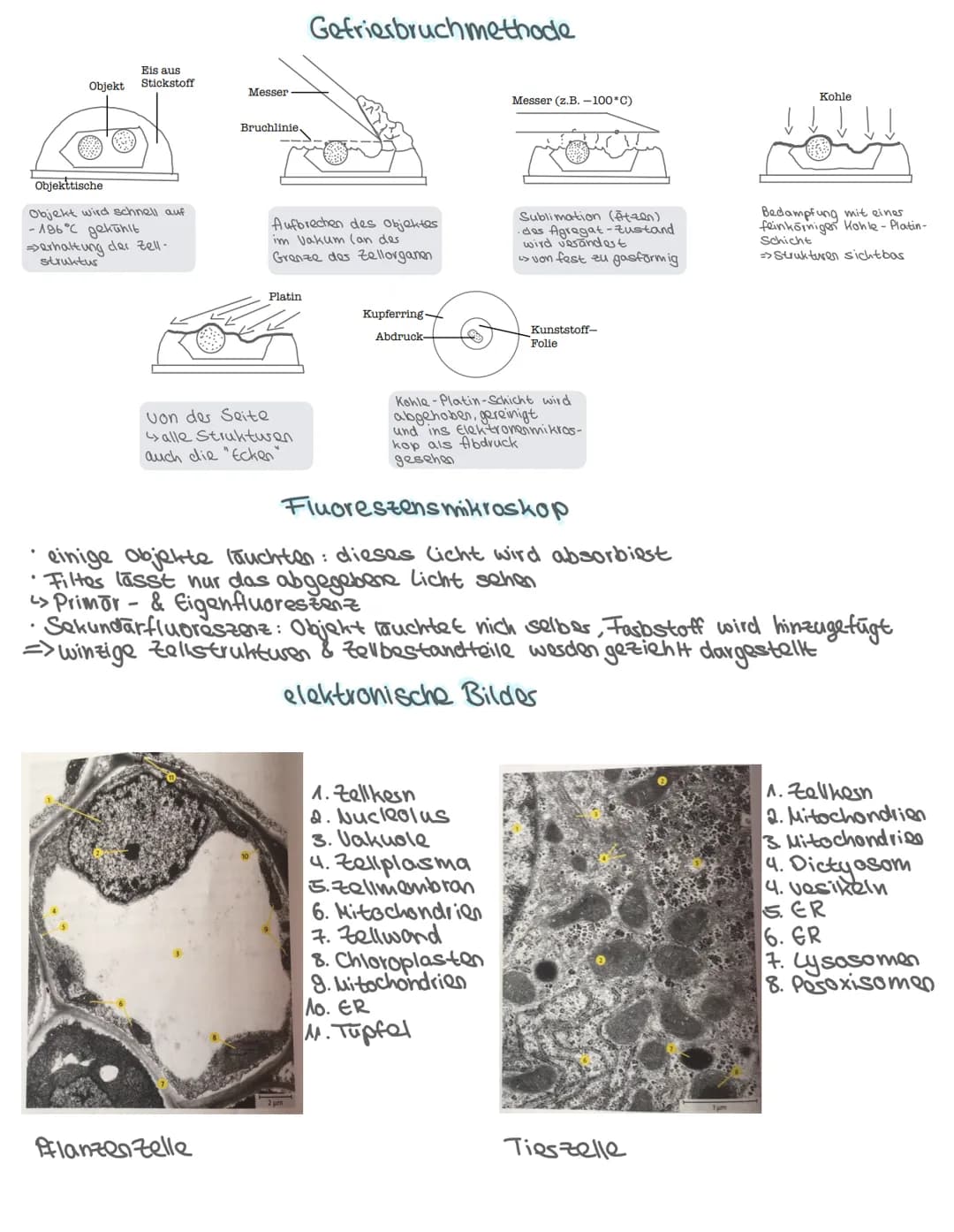 -Aufbau des Zelle-
•Pflanzliche & tierische Zelle
Zellbestandteile: Aufbau + Aufgabe
Isolierung
Zellkern Steuerfunktion
•
Biologie: Themen
•