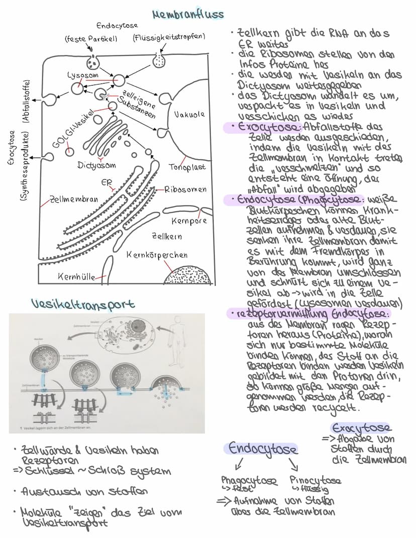 -Aufbau des Zelle-
•Pflanzliche & tierische Zelle
Zellbestandteile: Aufbau + Aufgabe
Isolierung
Zellkern Steuerfunktion
•
Biologie: Themen
•