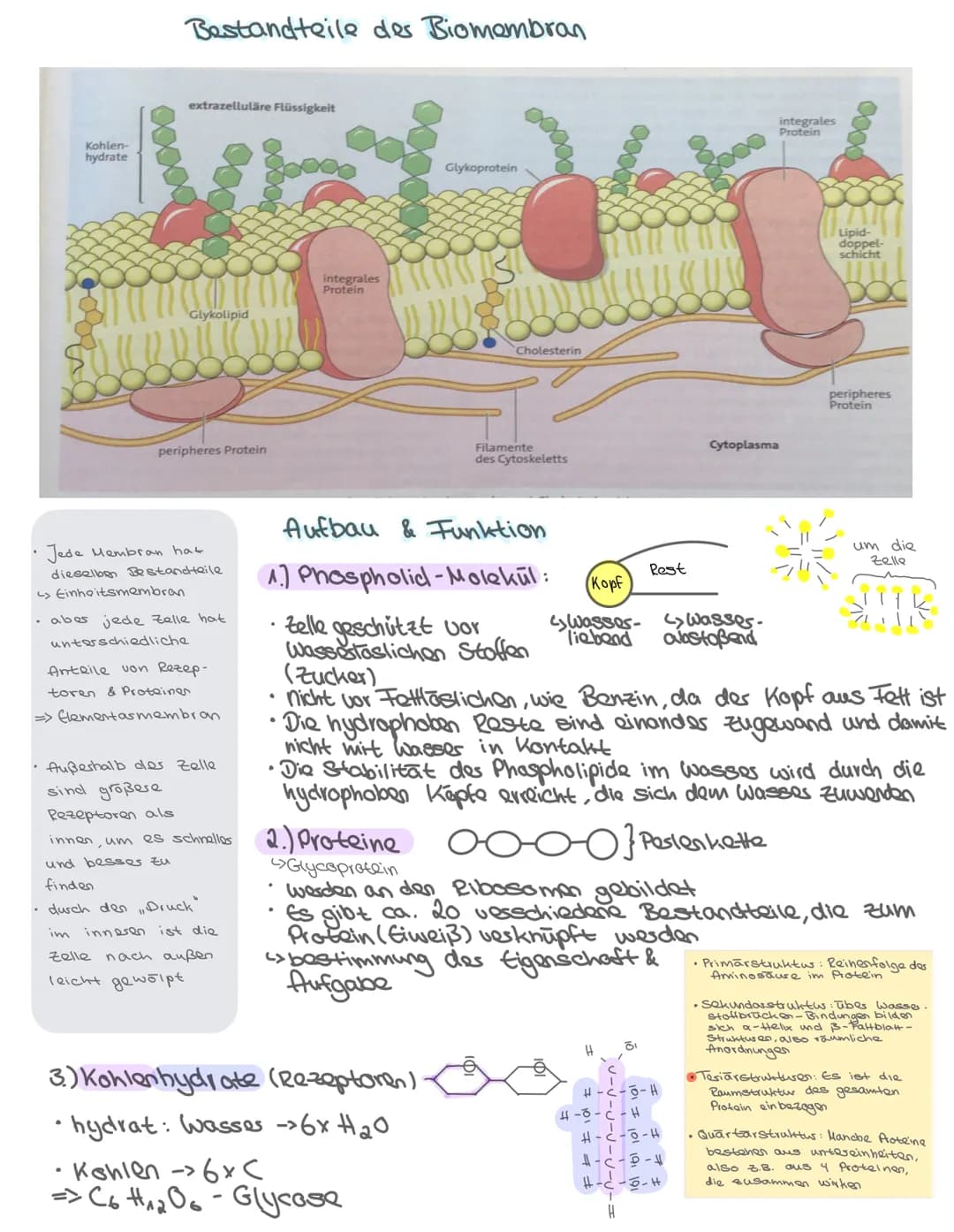 -Aufbau des Zelle-
•Pflanzliche & tierische Zelle
Zellbestandteile: Aufbau + Aufgabe
Isolierung
Zellkern Steuerfunktion
•
Biologie: Themen
•
