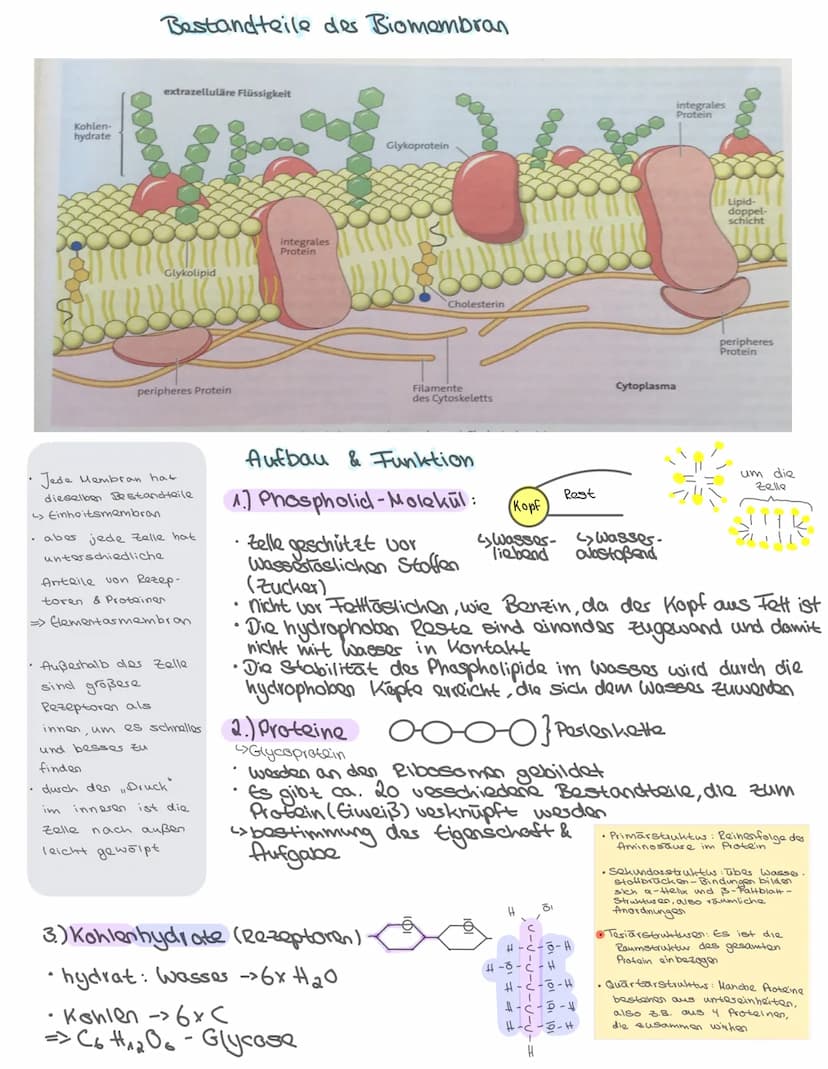 -Aufbau des Zelle-
•Pflanzliche & tierische Zelle
Zellbestandteile: Aufbau + Aufgabe
Isolierung
Zellkern Steuerfunktion
•
Biologie: Themen
•