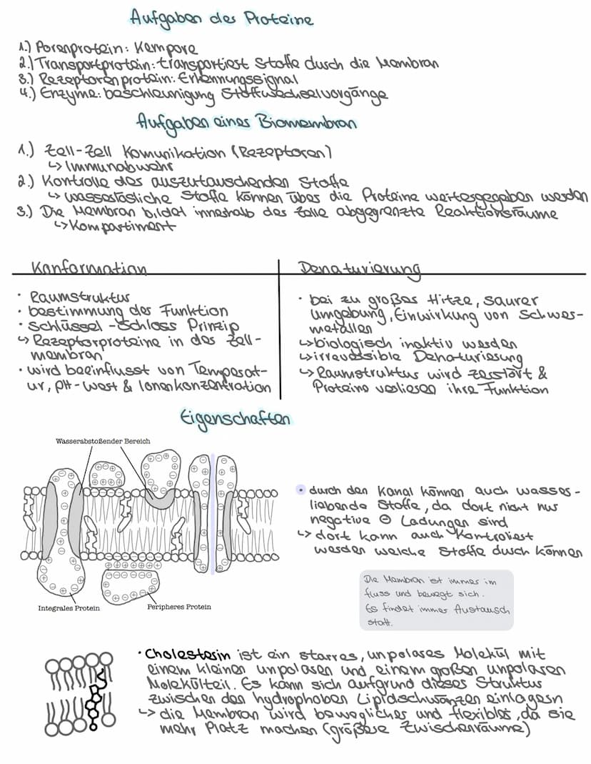 -Aufbau des Zelle-
•Pflanzliche & tierische Zelle
Zellbestandteile: Aufbau + Aufgabe
Isolierung
Zellkern Steuerfunktion
•
Biologie: Themen
•