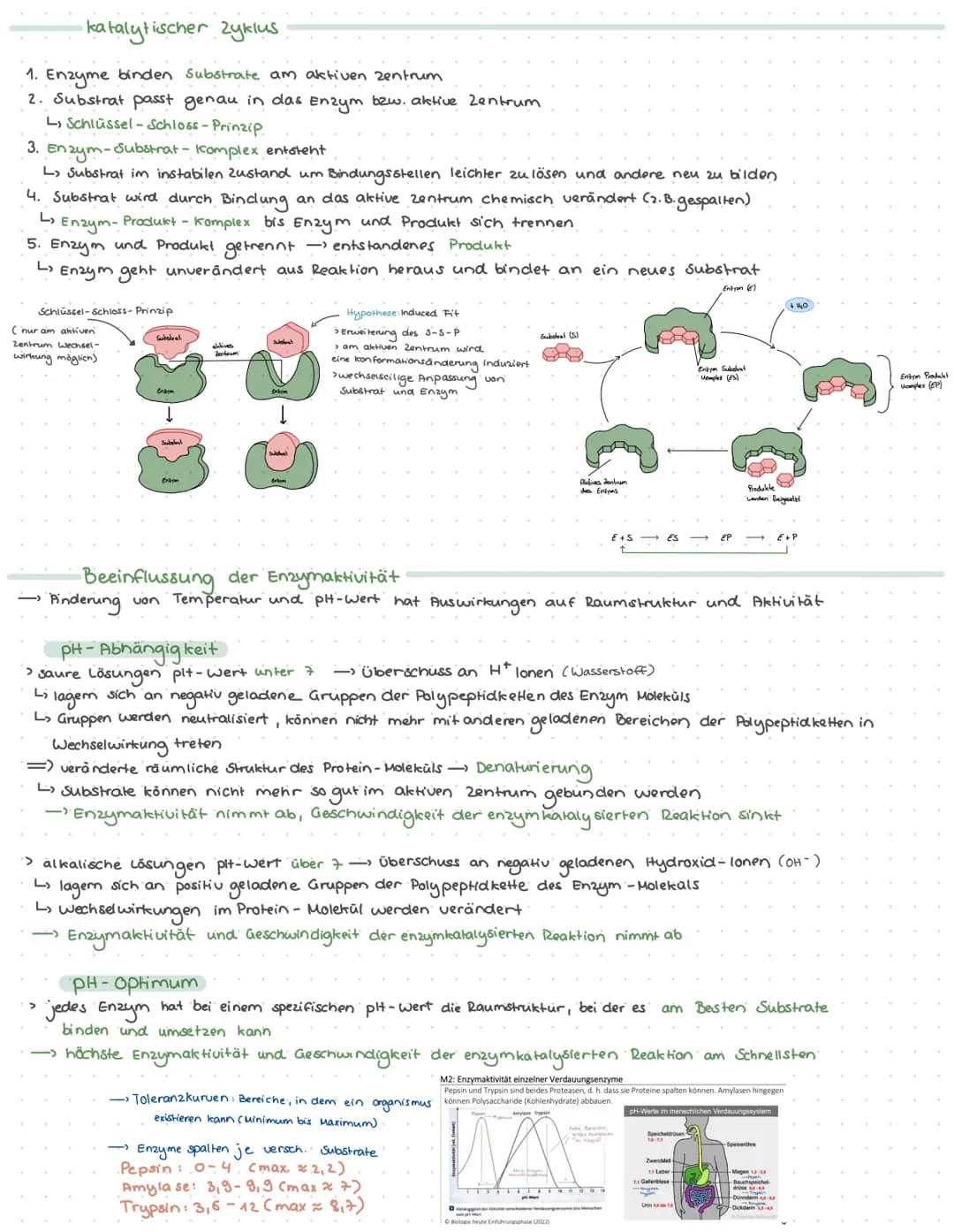 Proteine
-> Proteine gehören zu den Nährstoffen und vorwiegend aus Aminosäuren aufgebaut.
Aminosäuren:
? sind organische Verbindungen
> 2 Ar