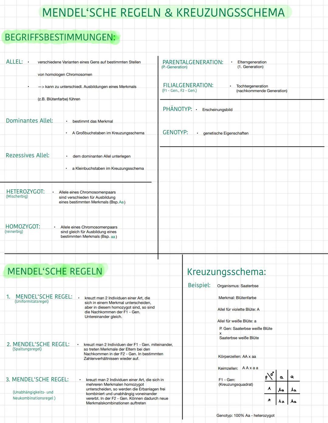 MENDEL'SCHE REGELN & KREUZUNGSSCHEMA
BEGRIFFSBESTIMMUNGEN:
ALLEL: . verschiedene Varianten eines Gens auf bestimmten Stellen
von homologen C