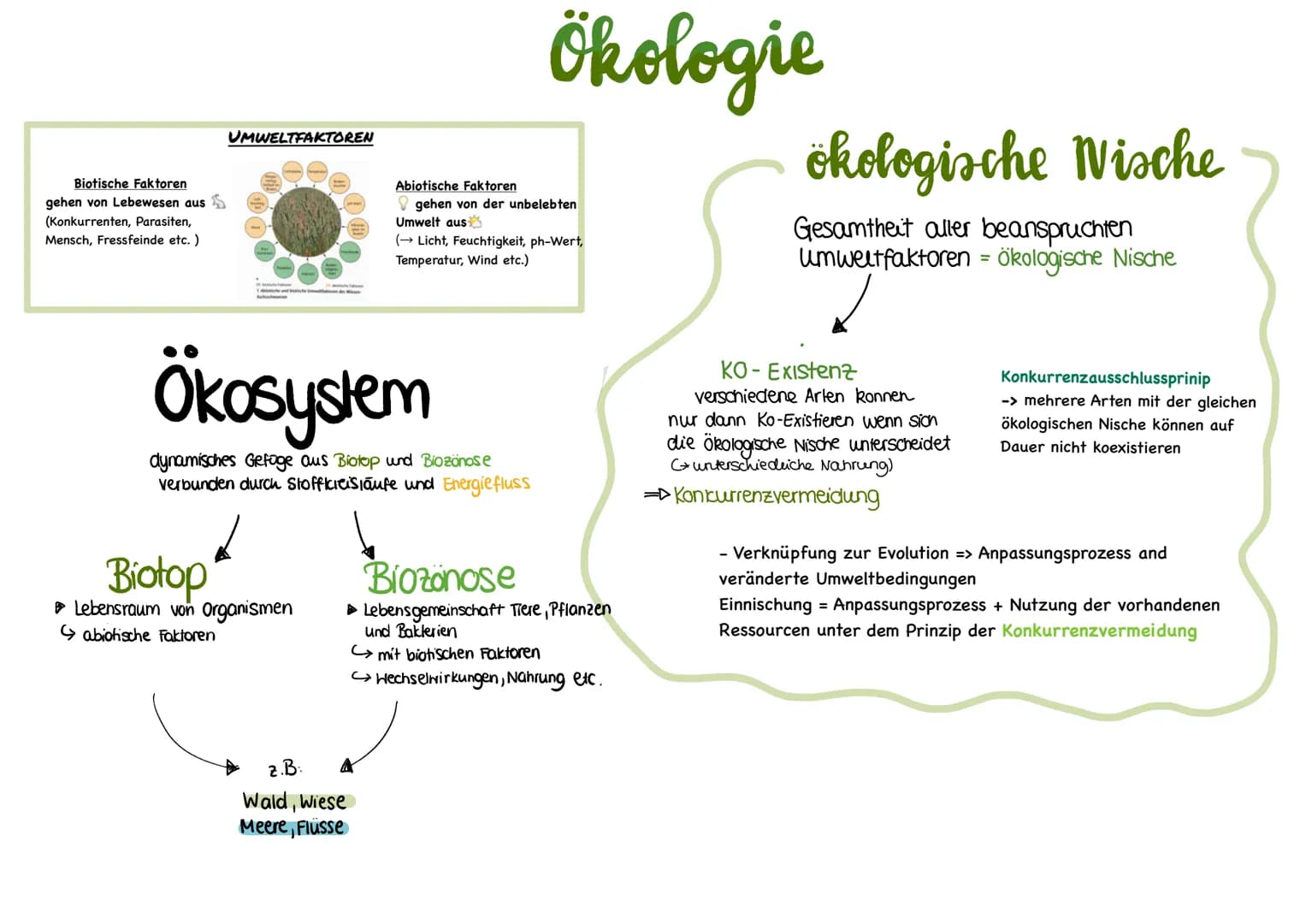Biotische Faktoren
gehen von Lebewesen aus
(Konkurrenten, Parasiten,
Mensch, Fressfeinde etc.)
UMWELTFAKTOREN
1 de desen
Biotop
▸ Lebensraum