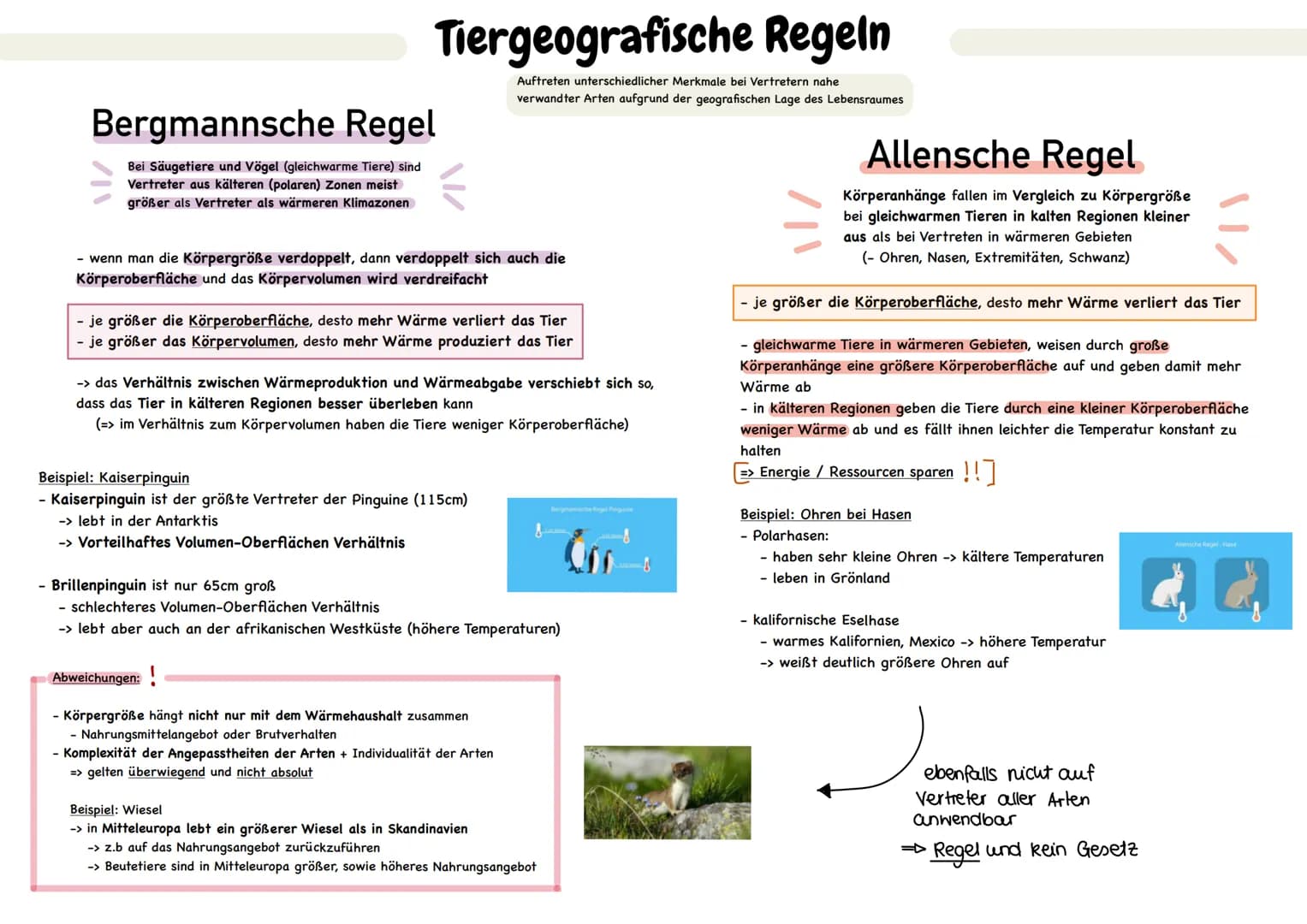Biotische Faktoren
gehen von Lebewesen aus
(Konkurrenten, Parasiten,
Mensch, Fressfeinde etc.)
UMWELTFAKTOREN
1 de desen
Biotop
▸ Lebensraum