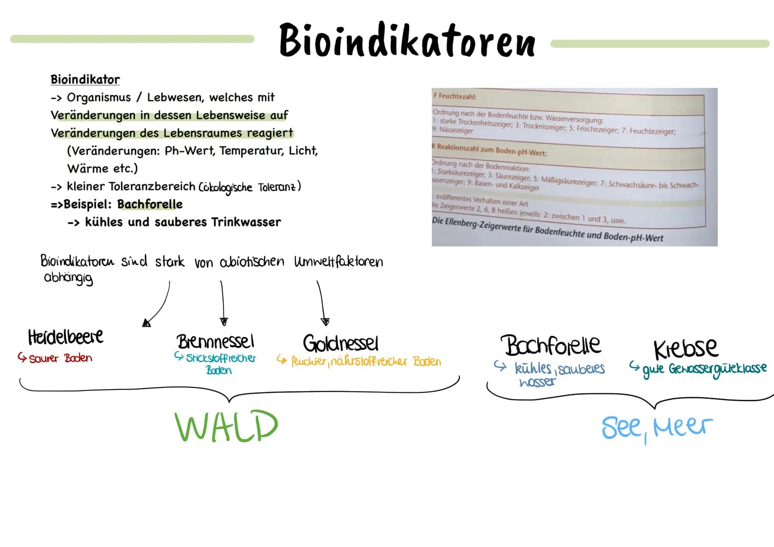 Biotische Faktoren
gehen von Lebewesen aus
(Konkurrenten, Parasiten,
Mensch, Fressfeinde etc.)
UMWELTFAKTOREN
1 de desen
Biotop
▸ Lebensraum
